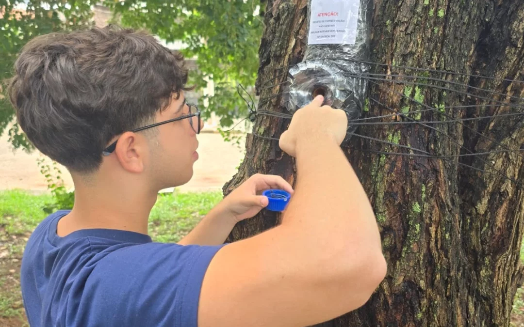 Meliponicultura Cidadã: Conservação e Manejo Sustentável de Abelhas sem Ferrão